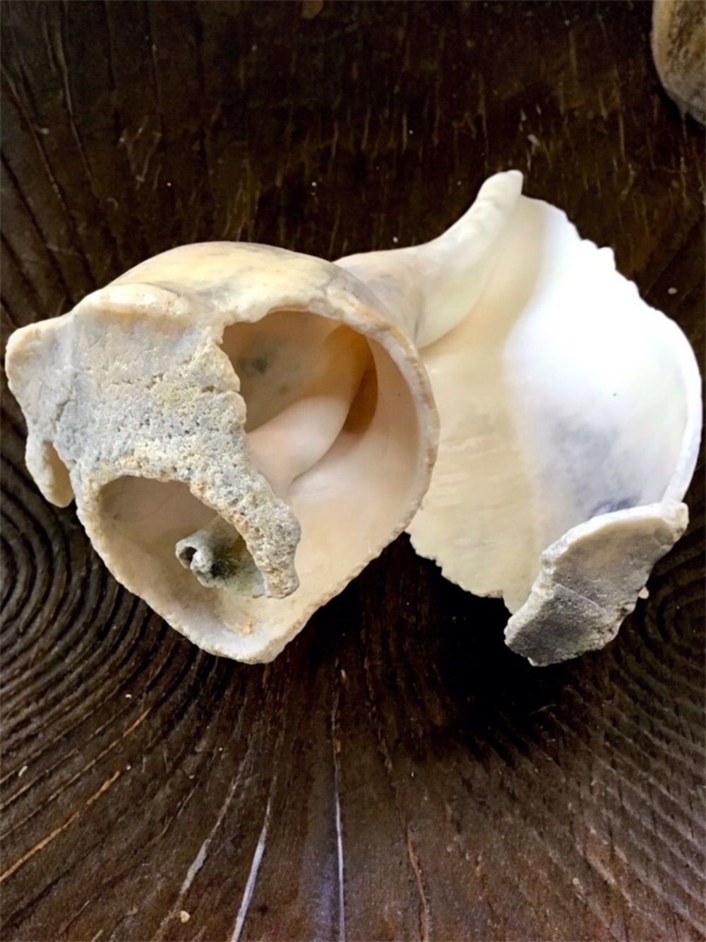 Seashell Whelk Large 8” Natural Fossilized Left Hand Shell Coastal Beach Decor